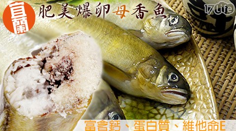 【日丸水產】嚴選宜蘭爆卵母香魚