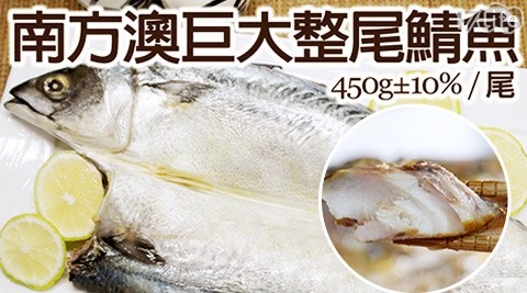 約39公分南方澳巨大整尾欣葉 日本 料理 餐 卷鯖魚