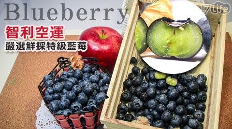 智利空運嚴選鮮採特級泰品17life藍莓