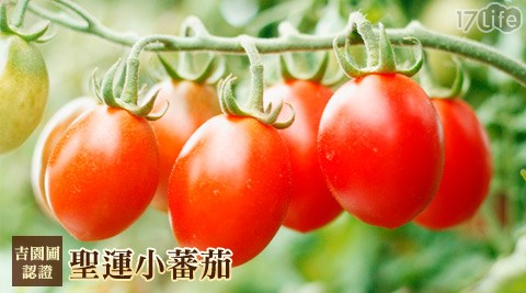 阿莲蔬菜产销第8班-圣运小蕃茄-㊣吉园圃认证,爆汁圣运小蕃茄!浑圆饱满,汁多皮薄的闪亮红色宝石,让您享受最难以忘怀的甜蜜滋味。 - - 17LIFE 17P好康, 福利团购, 订餐系统