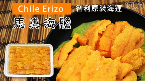 智利原裝海運馬糞海膽