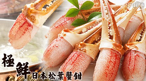 極鮮日本松葉蟹鉗
