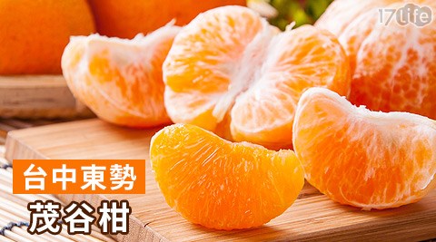 台中東勢明正里茂谷柑