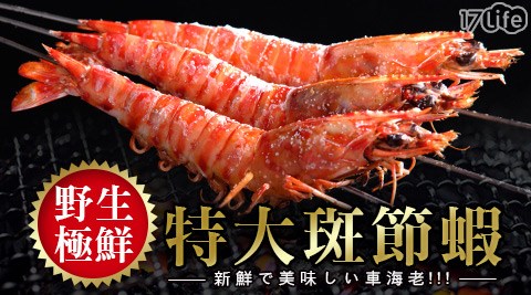 賀鮮生-野生極鮮特大斑節蝦