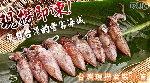漁季-台灣現撈盒裝小管