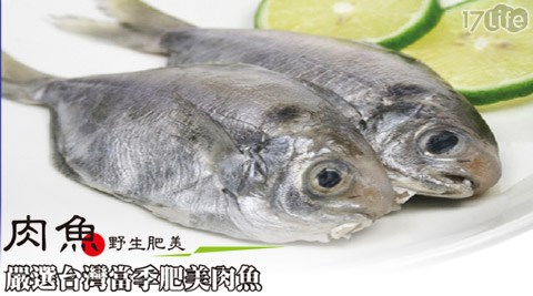 漁季-船撈台灣野生白金肉鯽魚