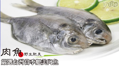 漁季-船撈台灣野生白金肉鯽魚