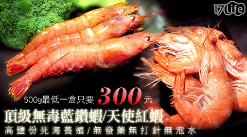 頂級無毒藍鑽蝦/天使紅蝦