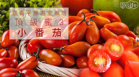 嘉義平原溫室栽培頂級蜜3小番茄