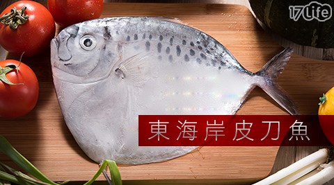 東海岸皮刀魚