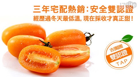 雙認證高雄美濃超人氣台北 怎麼 去 六 福村澄蜜香小蕃茄