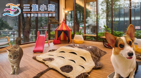 三隻小狗寵物沙龍及寵物旅館《金山店》-安親專案/度假專案