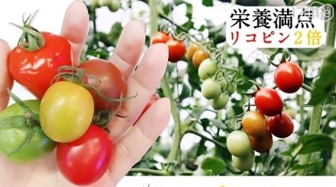 開運五行彩虹溫室台灣寶石小蕃茄