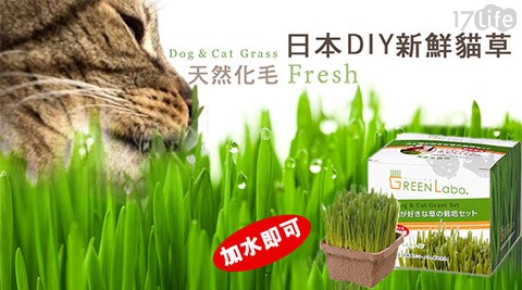 日本Green Labo-DIY新鮮貓草