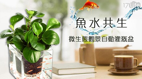 魚水共生微生態觀景自動灌溉盆