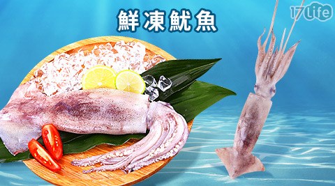 買新鮮-鮮凍魷魚