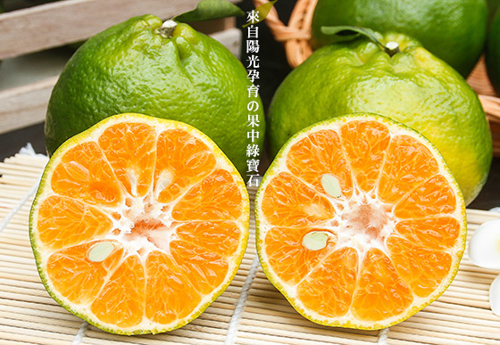 蜜橘/台南/東山/青皮蜜柑/蜜柑/橘子