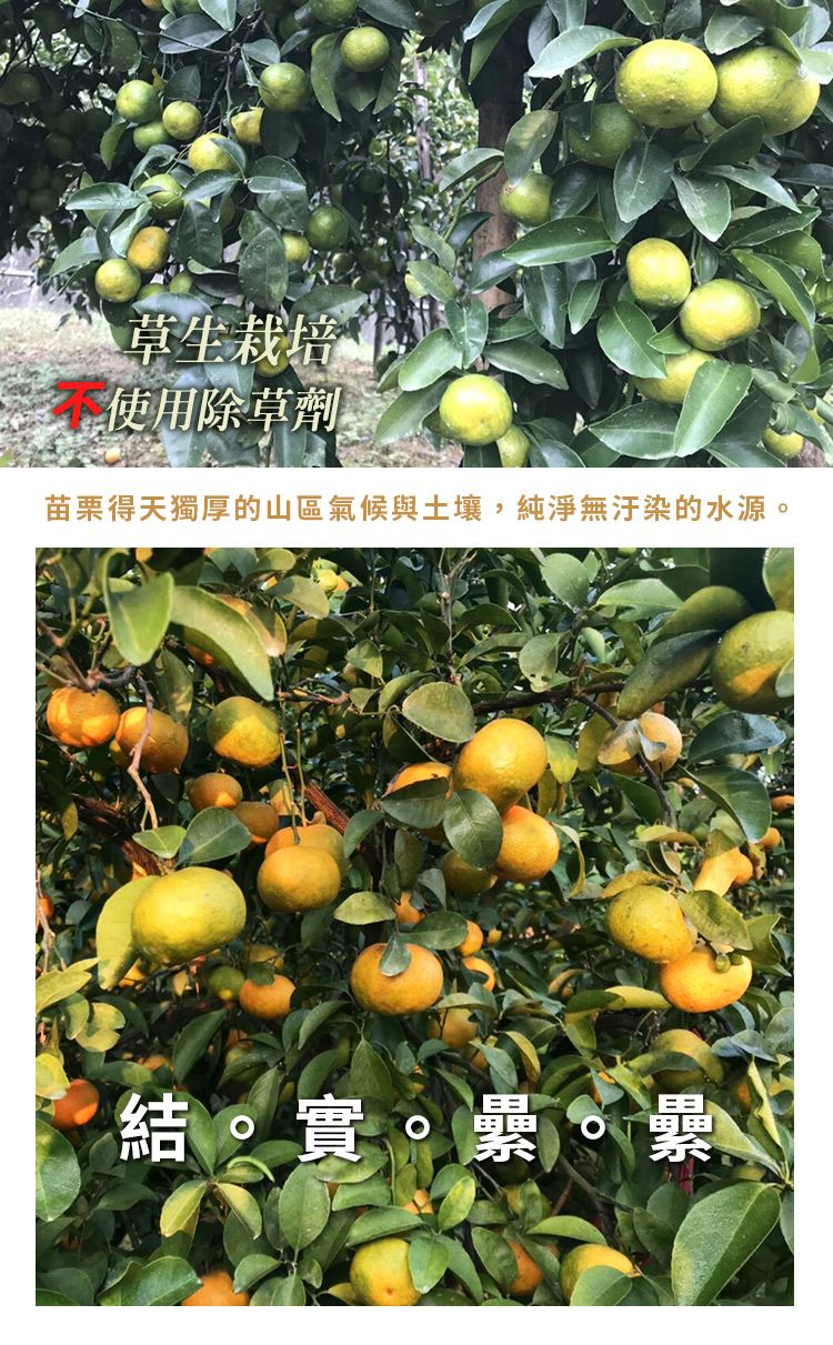 橘子/砂糖橘/水果