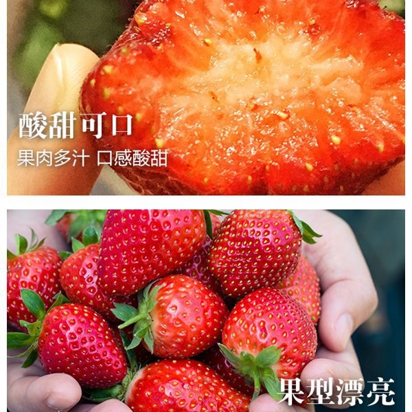 水果/台灣/頂級/在地/草莓/大湖/香水/冬季/限定/下午茶/點心/苗栗