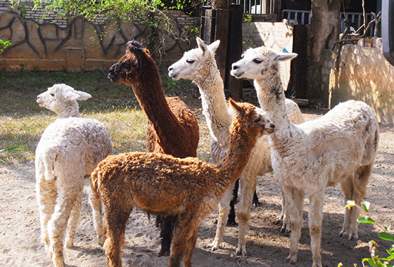 六福村主題遊樂園/六福村/動物園/遊樂園/大怒神/親子/新竹貢丸