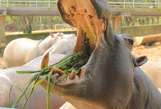 六福村主題遊樂園/六福村/動物園/遊樂園/大怒神/親子/新竹貢丸