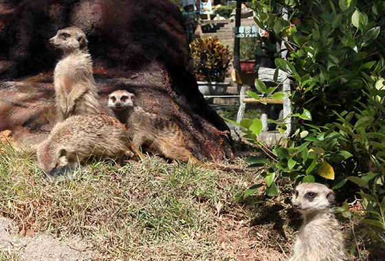 六福村主題遊樂園/六福村/動物園/遊樂園/大怒神/親子/新竹貢丸