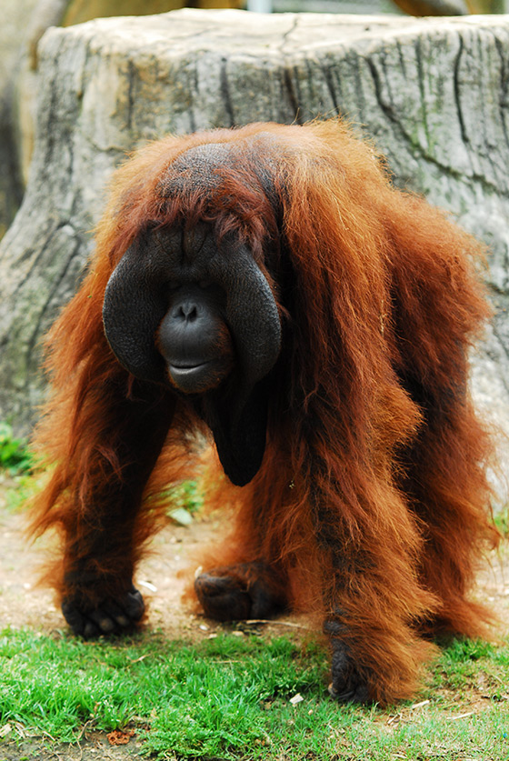 六福村主題遊樂園/六福村/動物園/遊樂園/大怒神/親子/新竹貢丸