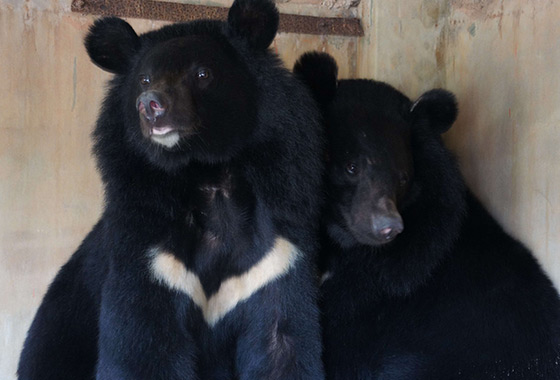 六福村主題遊樂園/六福村/動物園/遊樂園/大怒神/親子/新竹貢丸