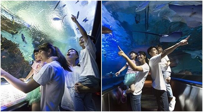 遠雄海洋公園/花蓮/海洋公園/遠雄/親子/壽豐/海豚/親子旅遊/披薩/遠雄/遊樂園