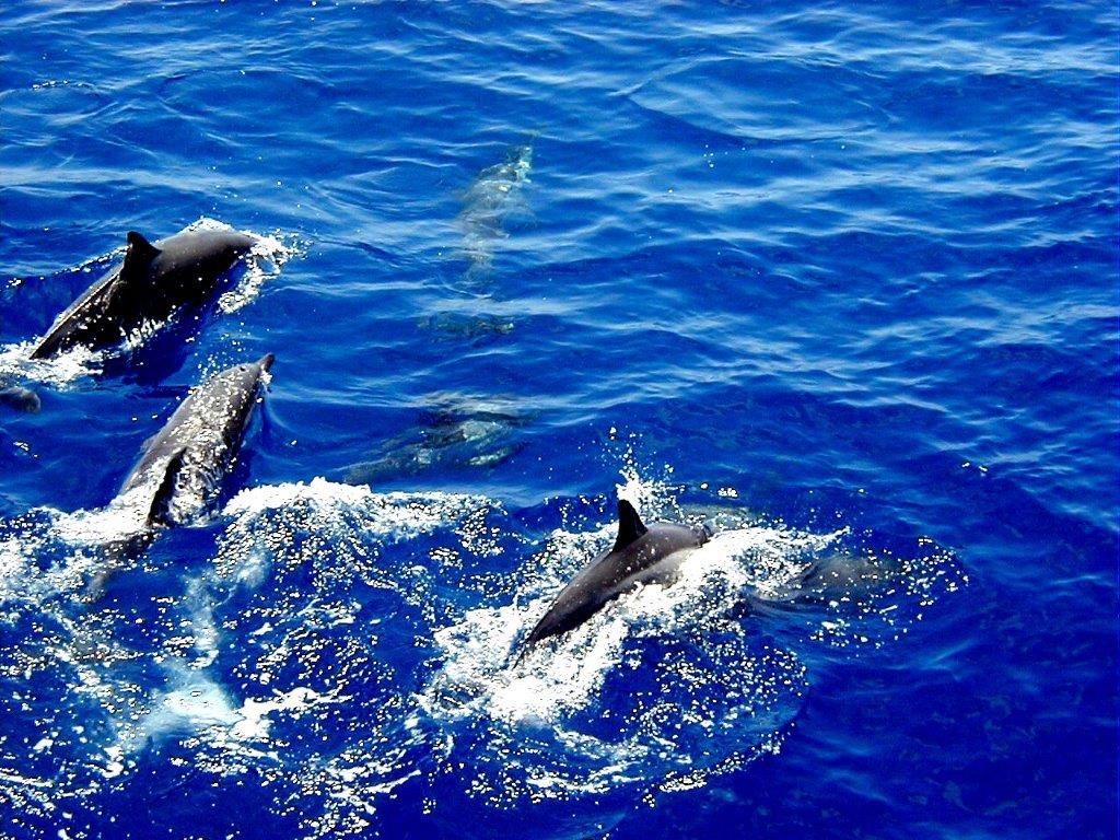 最新宜蘭-噶瑪蘭賞鯨| 假日不加價,探索鯨奇趣899元(安心店家)優惠-PChome旅遊