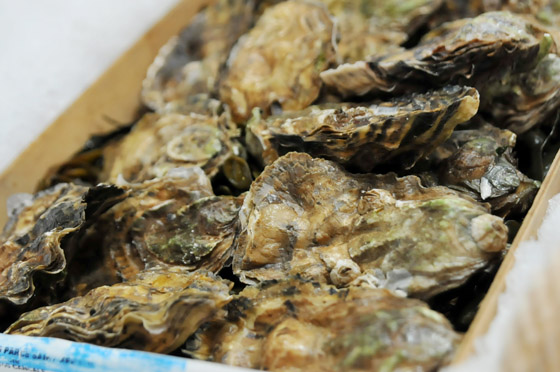 熊本生蚝 kumamoto oyster产地/日本