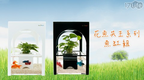 ecofun2U-花魚共生系列魚缸組