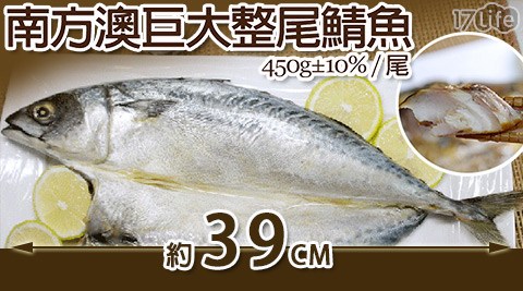 日丸水產-南方澳巨大薄鹽整尾鯖魚(450g±10%/尾)