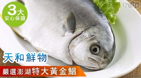 【天和鮮物】嚴選澎湖特大黃金鯧