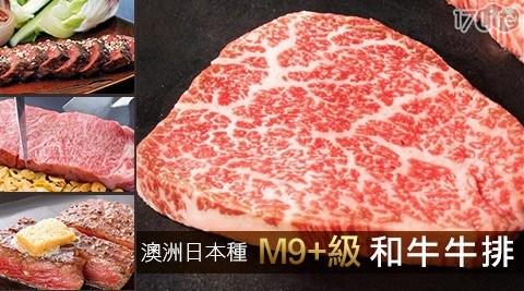 æ¥µé®®é/æ¾³æ´²æ¥æ¬ç¨®M9/M9/æ¾³æ´²ç/çè/åç/çæ/ç¤è/ç«éæ