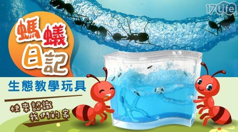 螞蟻日記生態教學玩具(中)