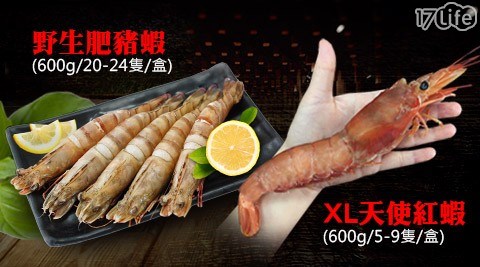 【築地一番鮮】XL巨無霸天使紅蝦/野生鮮Q肥豬蝦