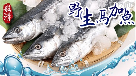 【愛上新鮮】野生殺清馬加魚 【愛上新鮮】野生殺清馬加魚