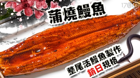 【金鮮】整尾頂級外銷日本蒲燒鰻魚(200g)
