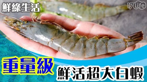 【鮮綠生活】重量級鮮活超大白蝦