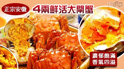 季節限定！安徽正宗4兩鮮活大閘蟹