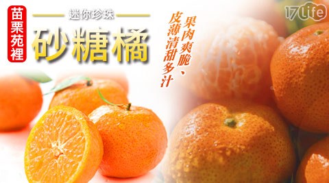 苗栗迷你珍珠砂糖橘禮盒x1盒共