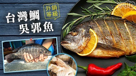 外銷等級台灣鯛吳郭魚