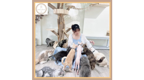 台南【財閥家的公子貓】擼貓咖啡廳A套餐體驗券(MO)